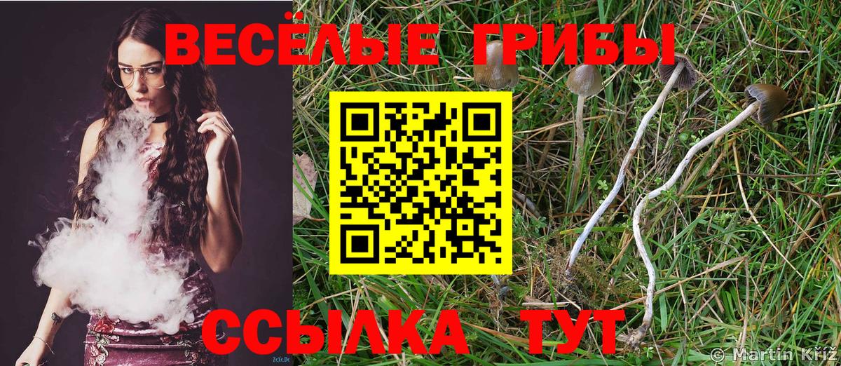 Псилоцибиновые грибы Psilocybine cubensis Ишим